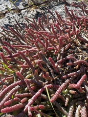 Salicornia natalensis