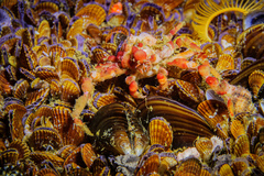 Achaeopsis spinulosa