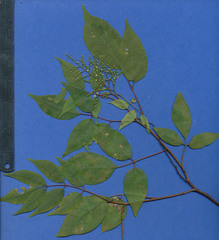 Rhus terebinthifolia