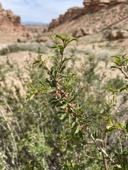 Prunus prostrata concolor