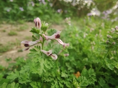 Corydalis bungeana