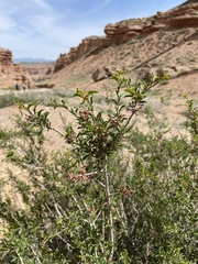 Prunus prostrata concolor