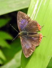 Heliophorus