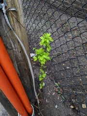 Acer negundo