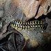 Cherokia georgiana ducilla - Photo (c) Evan M. Raskin, algunos derechos reservados (CC BY), subido por Evan M. Raskin