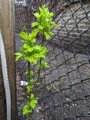 Acer negundo