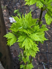 Acer negundo