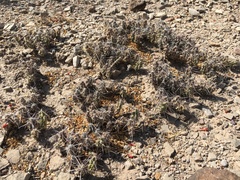 Grusonia grahamii