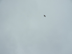 Hirundo neoxena
