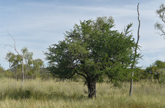 Excoecaria parvifolia