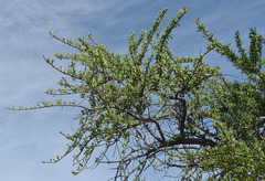 Excoecaria parvifolia