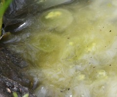 Oophila amblystomatis