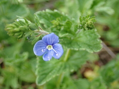 Veronica chamaedrys