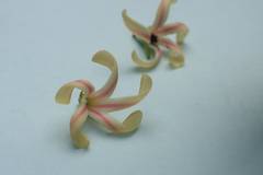 Dipterocarpus indicus