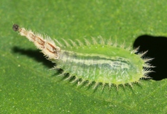 Cassida piperata
