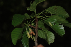 Dipterocarpus indicus