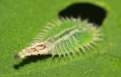 Cassida piperata