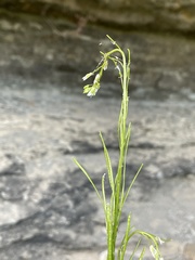 Arabis pycnocarpa adpressipilis