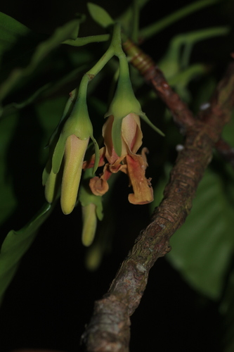 Dipterocarpus indicus