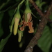 Dipterocarpus indicus - Photo (c) madhavan a.p, some rights reserved (CC BY), uploaded by madhavan a.p