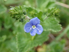 Veronica chamaedrys