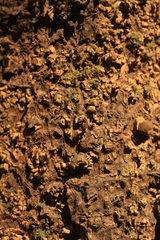 Dysoxylum malabaricum