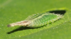 Cassida piperata