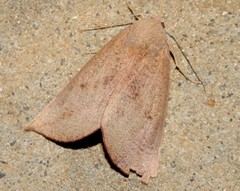 Mnesampela heliochrysa