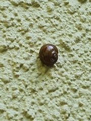 Kerkophorus