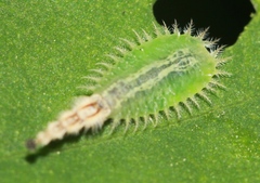 Cassida piperata
