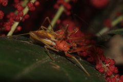 Epidaus bicolor