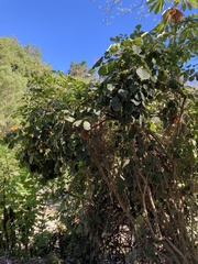 Polyscias paniculata