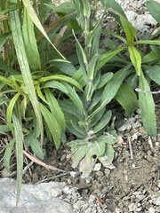 Arabis pycnocarpa adpressipilis