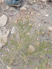 Baccharis boliviensis