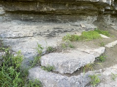 Arabis pycnocarpa adpressipilis