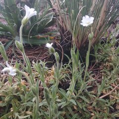 Cerastium vulcanicum