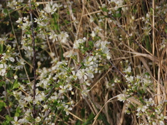 Prunus fruticosa