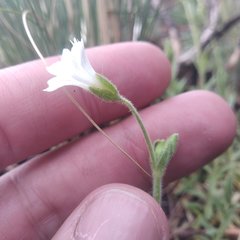 Cerastium vulcanicum
