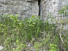 Arabis pycnocarpa adpressipilis