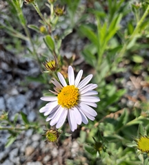 Aster hispidus