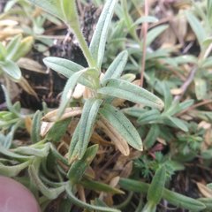 Cerastium vulcanicum