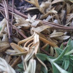 Cerastium vulcanicum