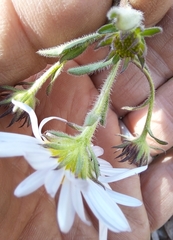 Aster hispidus