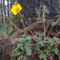 Potentilla ranunculoides