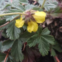Potentilla ranunculoides
