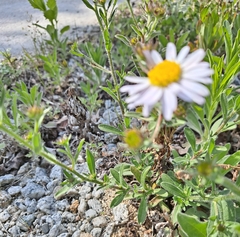 Aster hispidus