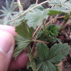 Potentilla ranunculoides