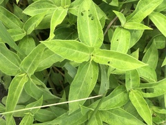 Magnoliopsida
