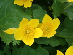 Caltha palustris