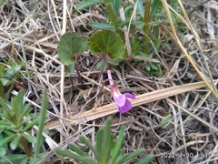 Viola primorskajensis